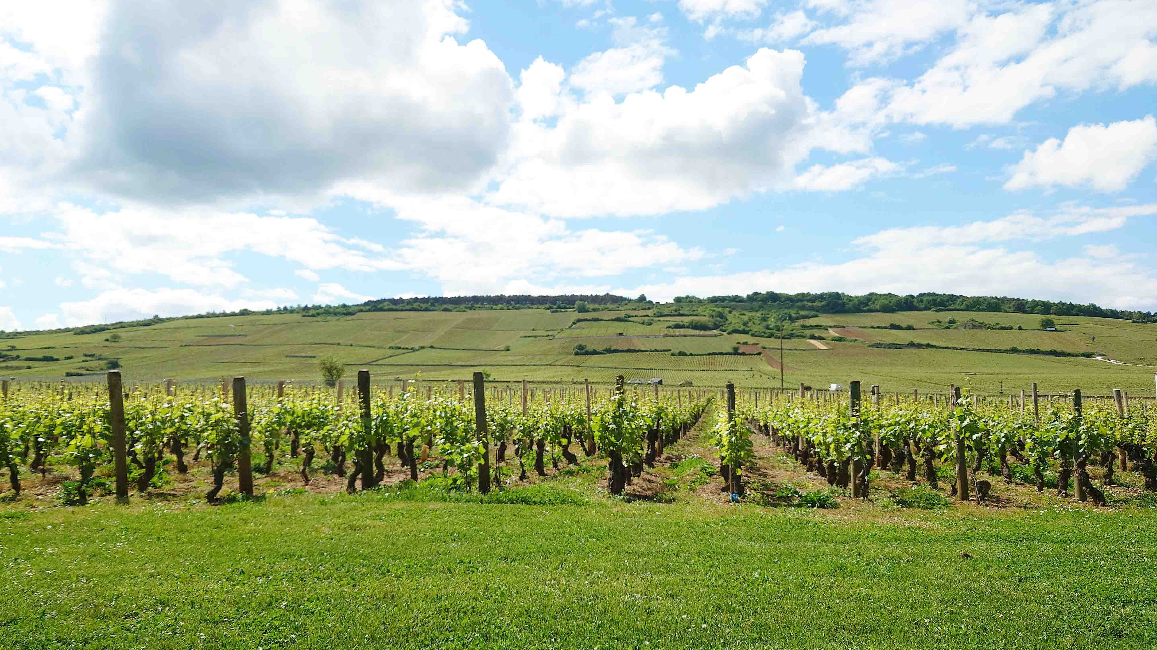 フランスワイン生産者を訪ねる旅2025年 No.1 ~ブルゴーニュ地方 前半~ - 恵比寿ワインマート