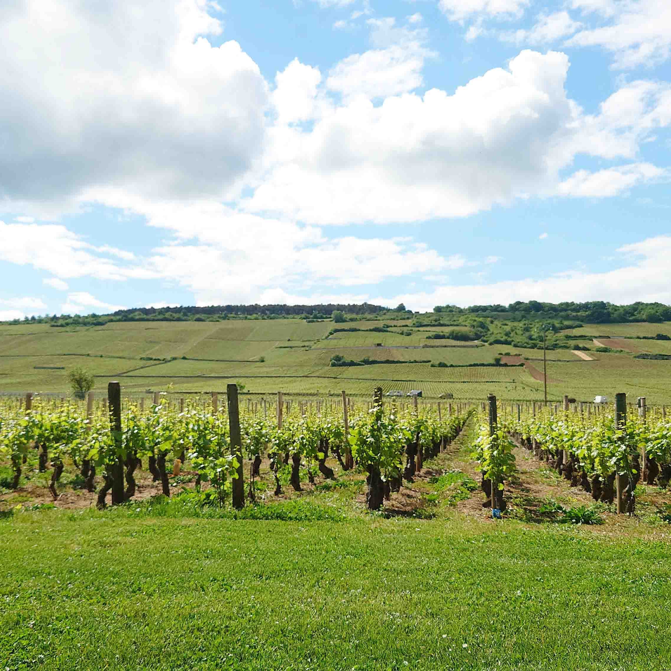 フランスワイン生産者を訪ねる旅2025年 No.1 ~ブルゴーニュ地方 前半~ - 恵比寿ワインマート