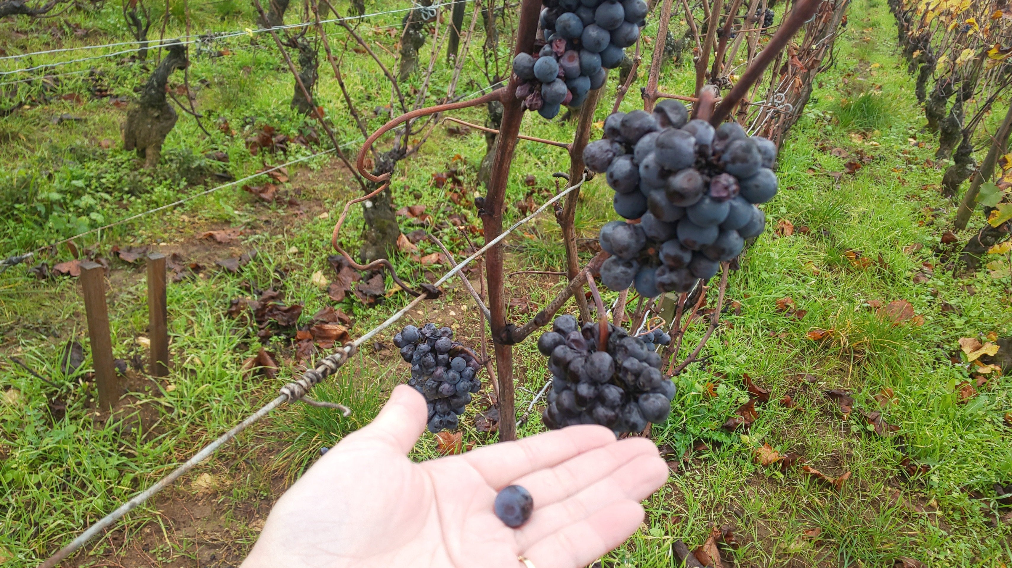 フランスワイン生産者を訪ねる旅 2023年 No.4 ~ブルゴーニュ前編~ - 恵比寿ワインマート