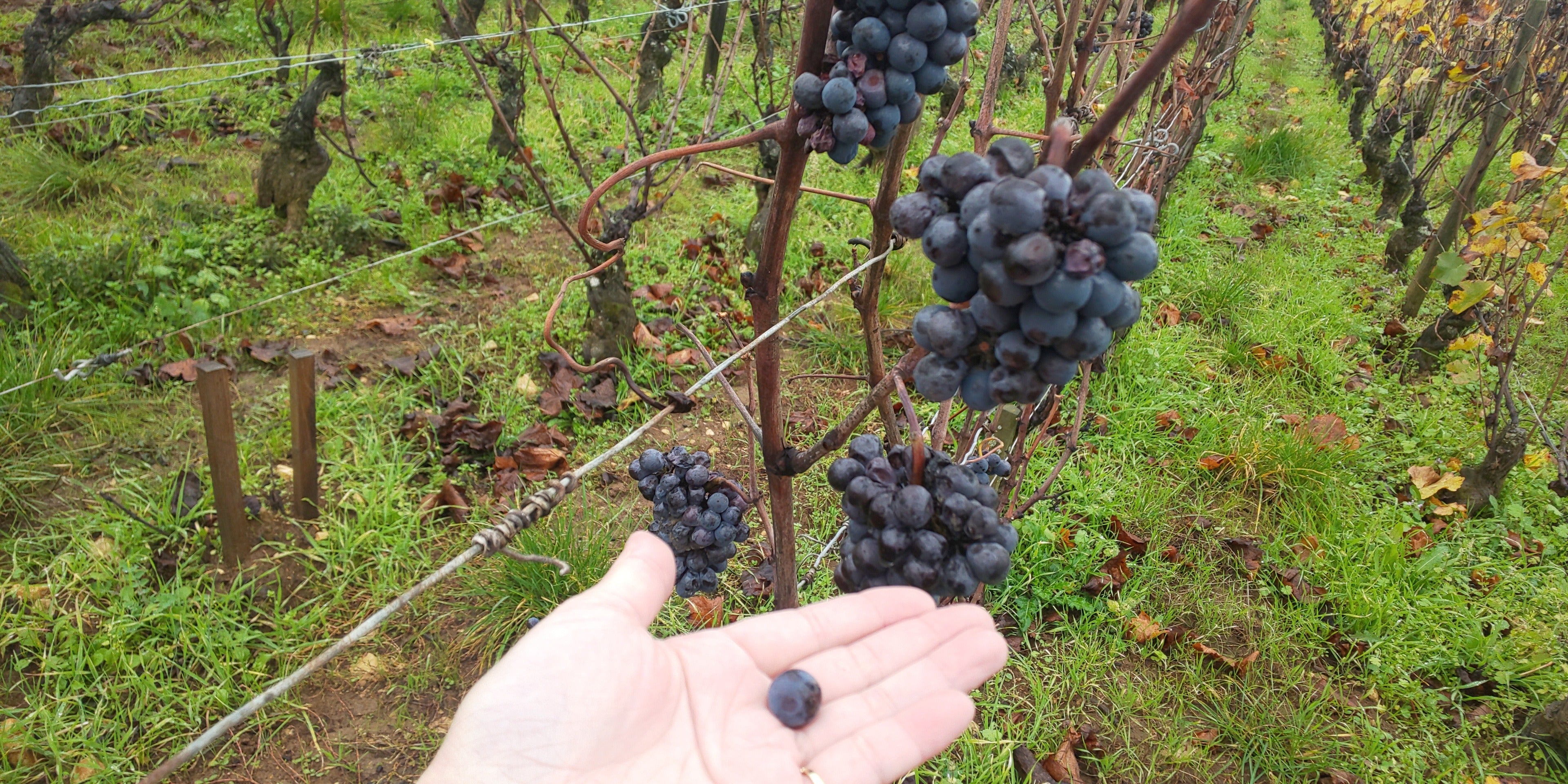 フランスワイン生産者を訪ねる旅 2023年 No.4 ~ブルゴーニュ前編~