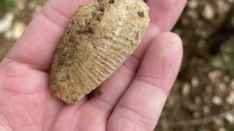 フランスワイン生産者を訪ねる旅 2023年 No.17 〜シャブリ、サン・ブリ〜 - 恵比寿ワインマート