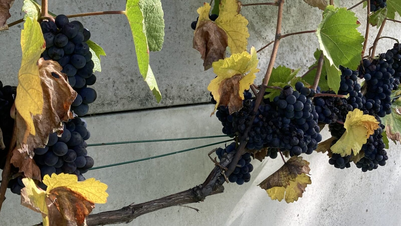 フランスワイン生産者を訪ねる旅 2023年 No.2 ~シャンパーニュ編~