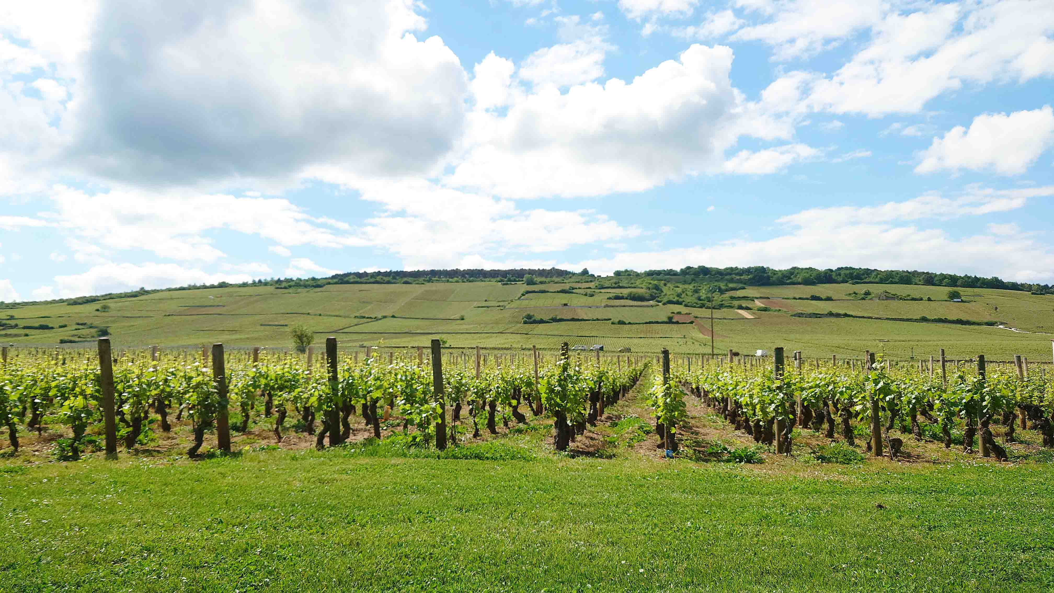 フランスワイン生産者を訪ねる旅2025年 No.1　～ブルゴーニュ地方 前半～ - 恵比寿ワインマート