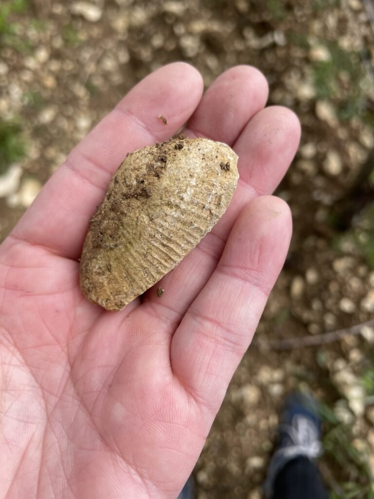 フランスワイン生産者を訪ねる旅　2023年　No.17　〜シャブリ、サン・ブリ〜 - 恵比寿ワインマート